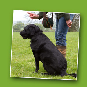 Large Behaviour Image