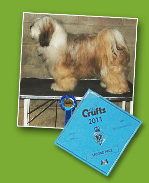 Crufts Winner